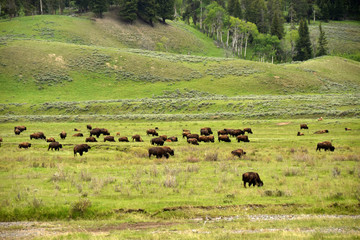 Buffalo roaming in Wyoming on the summer prairie