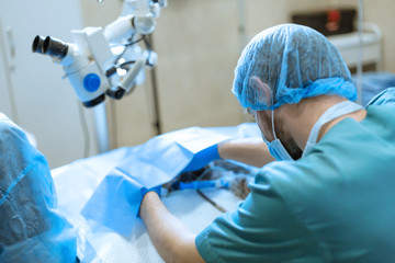 Naklejka na ściany i meble A professional ophthalmologist performs eye surgery with a microscope. The anesthesiologist controls the anesthesia and the condition of the dog during the operation. Endoscopic eye surgery. medical 
