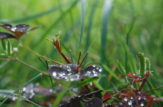 Stalks of green and burgundy grass with raindrops on the leaves, on a green background, macro
