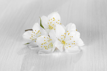 flowers of philadelphus somewhere called jasmine or mock orange on a white wooden table
