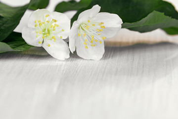 Fototapeta na wymiar Twig with flowers of philadelphus somewhere called jasmine or mock orange on a white wooden table