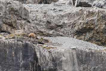 Wild animal on Alps, ibexes on the mountain slope