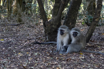 singes