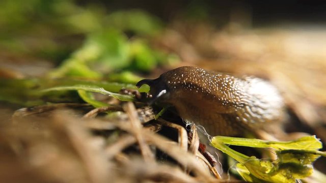 Traveling slug in the same direction