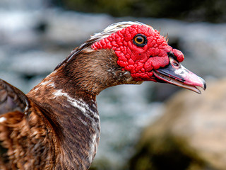 Muscovy Duck In The Wild with it's signature red face.