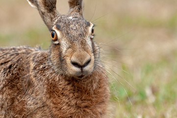 Brown hare pointing its face directly at the camera