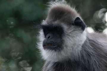 singes