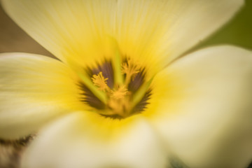 closeup of yellow flower