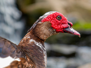 Muscovy Duck In The Wild with its signature red face.