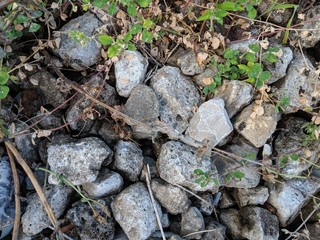 Grey stones in the grass background or texture.