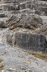 Wild animal on Alps, ibexes on the mountain slope