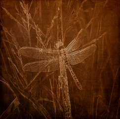 Illustration in Sepia of an Eastern Pondhawk Dragonfly (Erythemis simplicicollis) Perched on a Blade of Grass