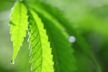 drops of water flow down the leaf hemp