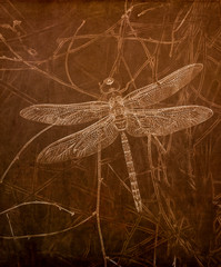 Illustration in Sepia of a Common Green Darner (Anax junius) Perched on Dried Grass