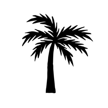 Vector black flat hand drawn doodle sketch palm tree silhouette isolated on white background 