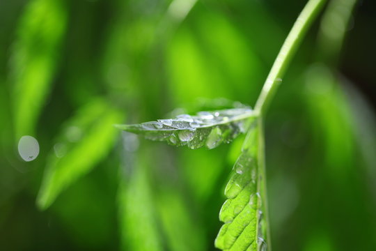 drops of water flow down the leaf hemp