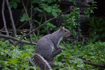 Naklejka na ściany i meble Squirrel in a italian park