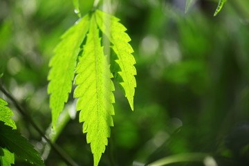 bright green leaves of the cannabis plant after the rain