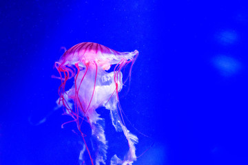 Jellyfish underwater 