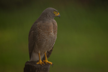 Fototapeta premium Hawk
