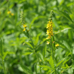 Gewöhnlicher Odermennig - Agrimonia eupatoria