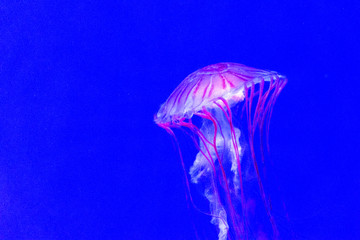 Jellyfish underwater 