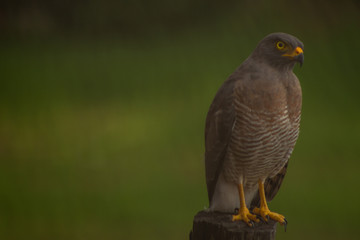 Hawk