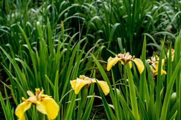 神楽女湖のハナショウブ