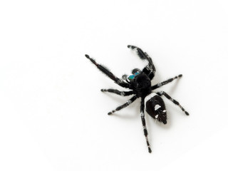Dorsal view of a male regal jumping spider, Phiddipus regius, with black and white colour pattern on white background
