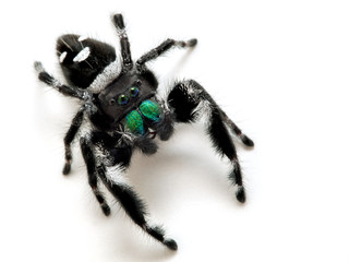 Male regal jumping spider, Phiddipus regius, with black and white color pattern and bright green chelicerae,  on white background at an angle looking up at the camera © Ernie Cooper