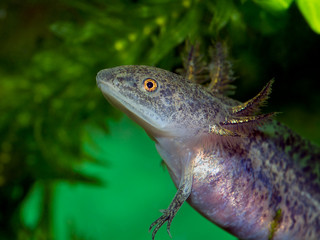Critically endangered aquatic axolotl salamander, Ambystoma mexicanum, in aquarium with plants and green background, captive bred