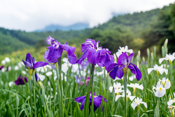 神楽女湖のハナショウブ