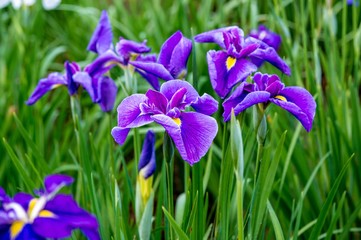 神楽女湖のハナショウブ