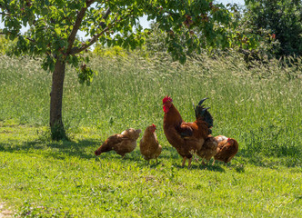 Cockerel and hens by the side of country road in Croatia looking for food