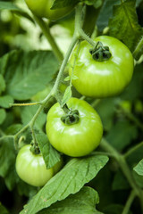Green Tomatoes Closeup