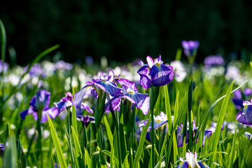 神楽女湖のハナショウブ