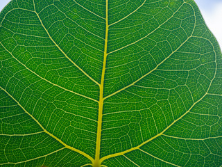 Green leaf texture to light