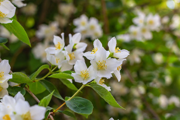 Fototapeta premium White flowers mock-orange