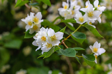 Blooming flowers of Philadelphus