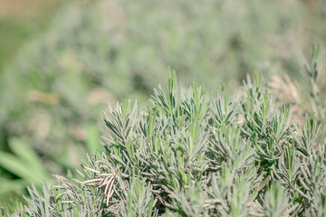 Rosemary