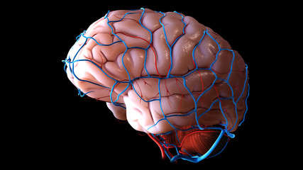 3D Brain Illustration