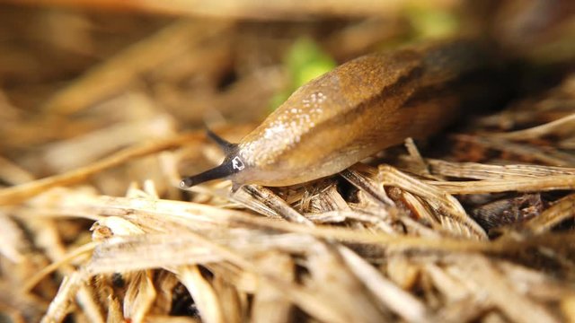 Traveling slug in the same direction