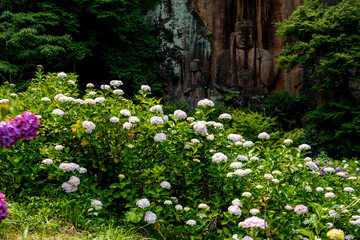 普光寺のアジサイ