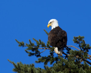 Adult bald eagle, Haliaeetus leucocephalus, perched on the top of a tree, looking back over its shoulder, against a deep blue sky