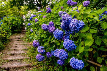 普光寺のアジサイ