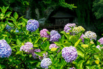 普光寺のアジサイ