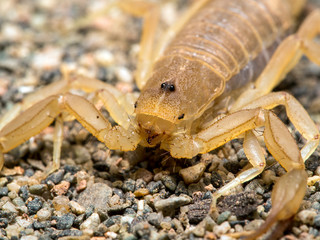 yellow ground scorpion, Paravaejovis confusus, close-up portrait on sand 