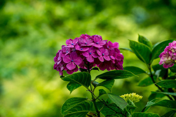 普光寺のアジサイ