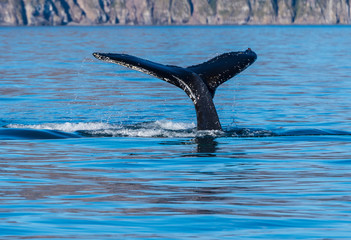 Fototapeta premium Humpback Whale Flukes on Their Way Down