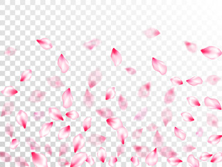 Pink sakura petals confetti flying and falling